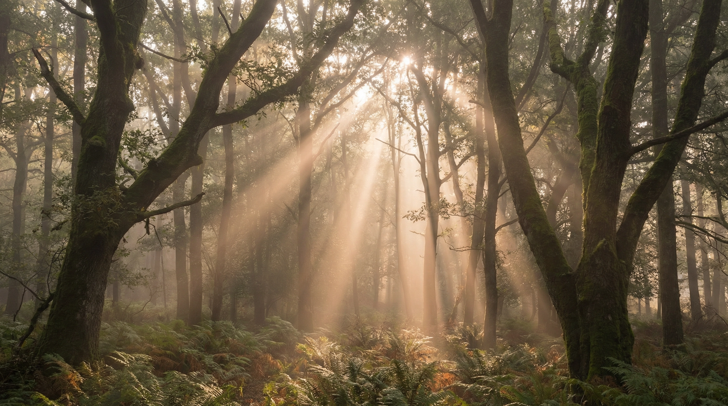 When the Universe Whispers: Understanding the Language of Intuition